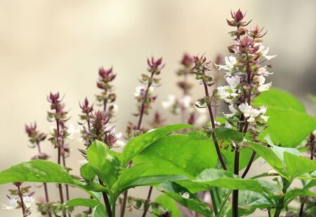 Basil in the gardenの写真素材