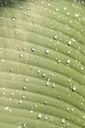 Beautiful Green Banana Leaf with Water Drops on the sunlightの写真素材