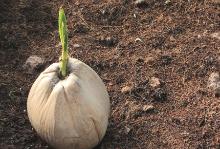 Sprout of coconut tree on soil backgroundの写真素材