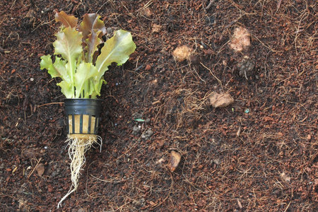 young red batavia lettuce in pots on soil background