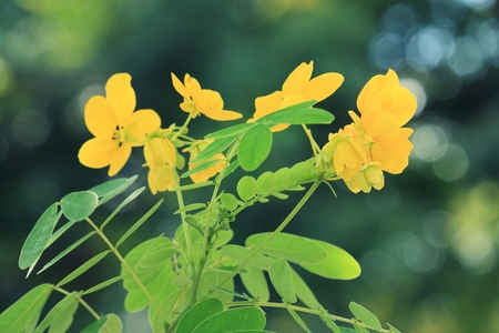 Flower of Scrambled Egg Tree - Senna surattensis (Burm.f.)の写真素材
