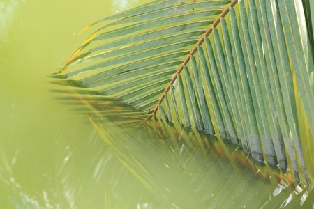 Coconut leaves abstract reflectionの写真素材