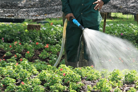 worker watering flower in gardenの写真素材