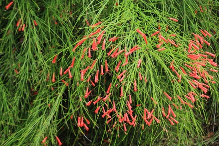 Red blossoms of Firecracker plant or Russelia equisetiformisの写真素材