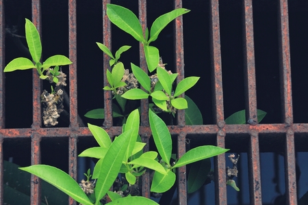 young green plants in the sewer, vintage filterの写真素材
