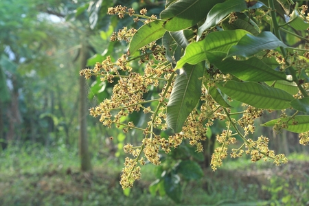 Mango flower in the gardenの写真素材