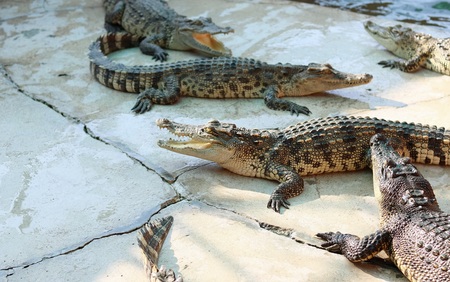 Crocodiles Resting at Crocodile Farm in Thailandの写真素材