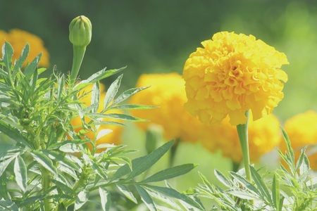 Tagetes erecta L. or Marigold in garden, Vintage filterの写真素材
