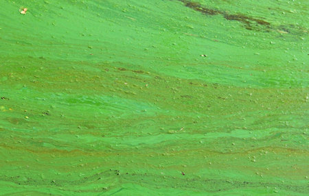 swamp texture
