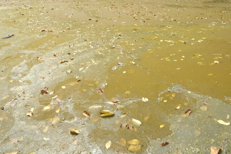 Dirty swamp and many dry leaves