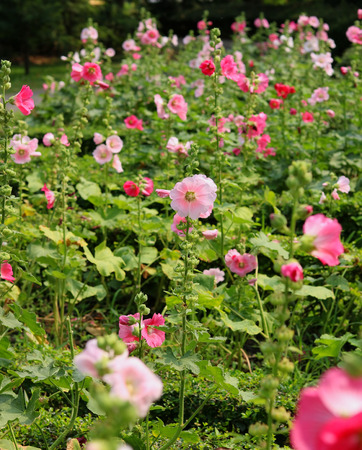 An orchid-pink-color Rose of Sharon flower blooms in the gardenの写真素材