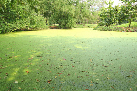 duckweeds on river in the forest