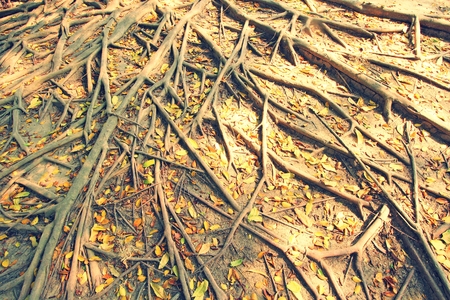 Tree roots in autumn with sunlight , vintage styleの写真素材