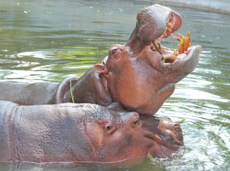 Hippo in water, Thailand, focus of the open mouthの写真素材