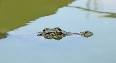 Crocodiles close up in Thailandの写真素材