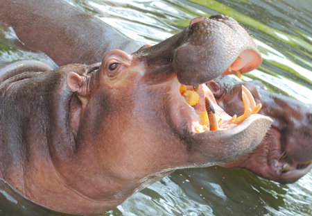 Hippo in water, Thailand