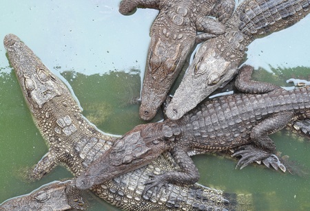 Crocodiles close up in Thailandの写真素材