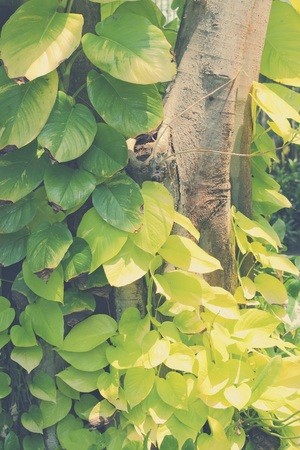 Pothos with sunlight use for background, soft focus, vintage toneの写真素材