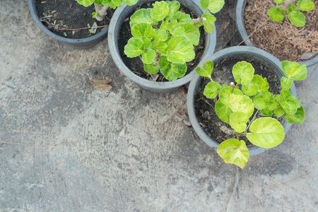 Top view of Polyscias in potの写真素材