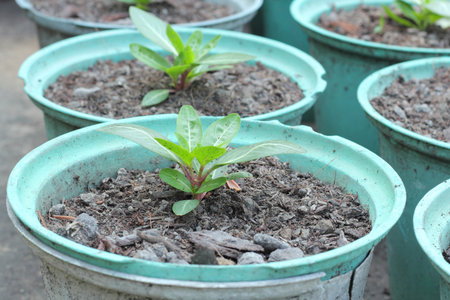Rows of Potted Seedlings and Young Plants in Greenhouse