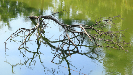 Lake with dead woodの写真素材