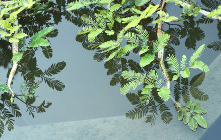 water mimosa, water sensitive plant.