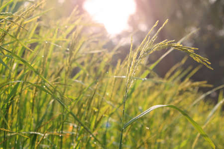 Rice plant in paddy field in Thailandの写真素材