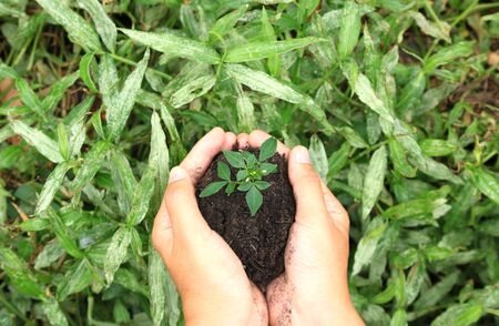 Female hands holding young plant in hands against spring green background. Ecology conceptの写真素材