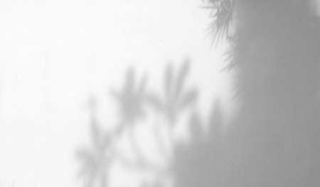 shadow of the leaves on a white wall