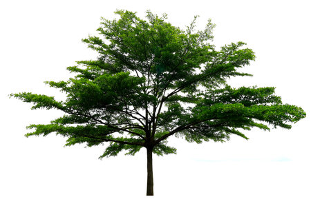 Tree isolated on white background