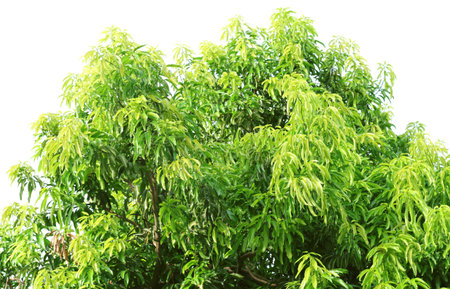 Mango tree (Mangifera indica) tropical tree in Thailand on white background