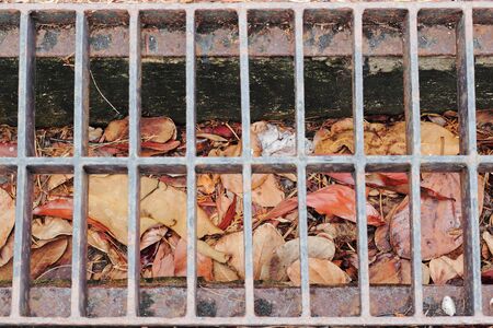 colorful autumn leaves collecting at the drain on the road ( Focus on leaves )の写真素材