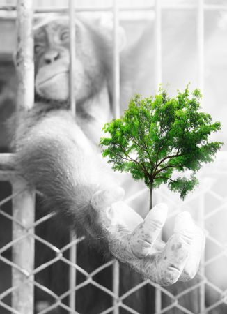 Creative double exposure,Hands of chimpanzees with green treesの写真素材