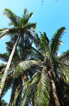 coconut trees with sunlight