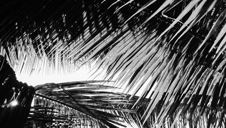 Palm tree branch against the light with Style black and whiteの写真素材