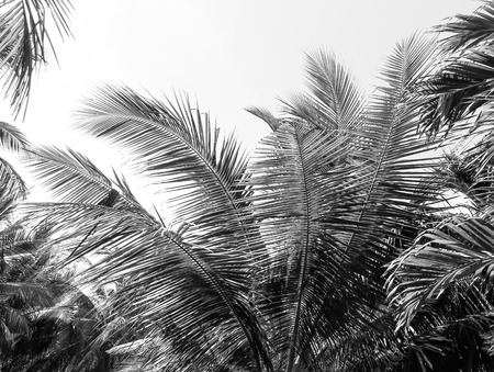 Palm tree branch against the light with Style black and whiteの写真素材