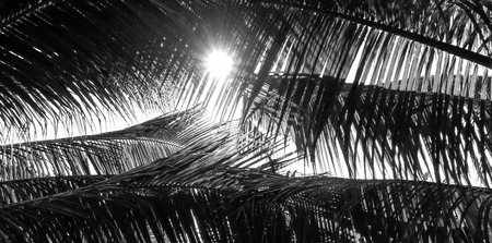 Palm tree branch against the light with Style black and whiteの写真素材
