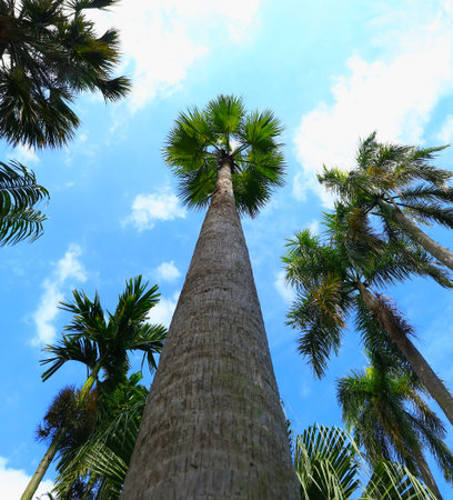 palm trees against a blue sky
