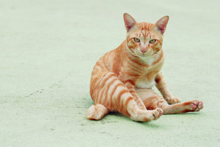Orange cat in the park