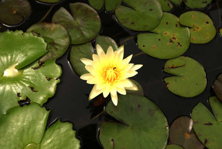 yellow lotus in the pondの写真素材