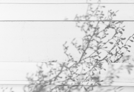 shadow of the leaves on a white wallの写真素材