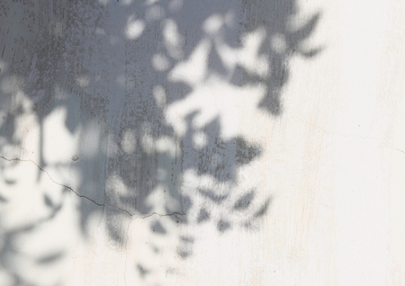 shadow of the leaves on a white wallの写真素材
