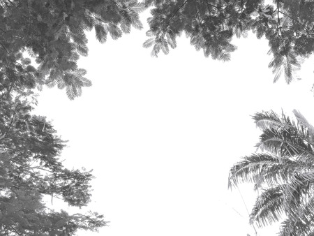 black branches gradient on whiteの写真素材