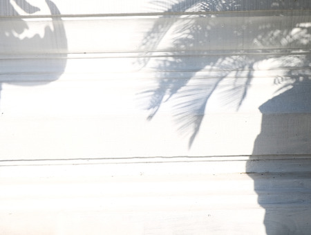 shadow of the leaves on a white wallの写真素材