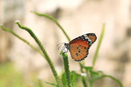 Monarch butterfly (Danaus plexippus) on a flower in the daytime.の写真素材