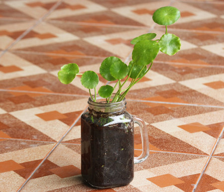 Asiatic Pennywort in glass jarの写真素材