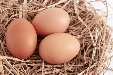 fresh eggsの写真素材