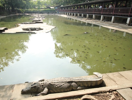 Nakhon Pathom-THAILAND : December 10, 2016 Crocodiles Resting at Crocodile Farm and Movement of Touristの写真素材