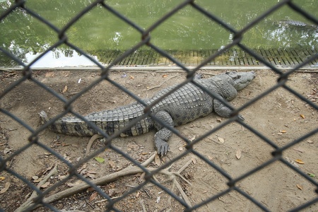 Crocodiles Resting at Crocodile Farm in Thailandの写真素材
