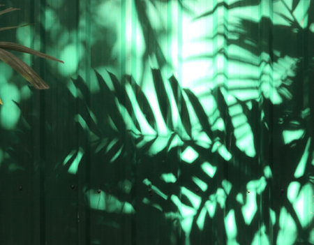 Green wall with shadow of leavesの写真素材